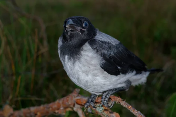 Black Magic Bird Death Young Crow Sitting Spruce Branch — Stock Photo, Image