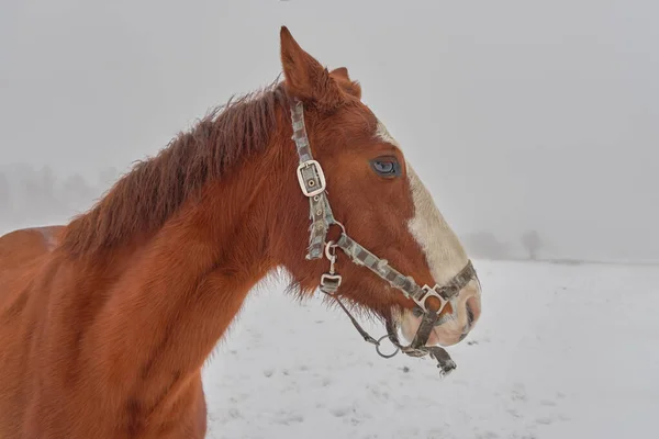 Portret Konia Bocznego Brązowy Ogier — Zdjęcie stockowe