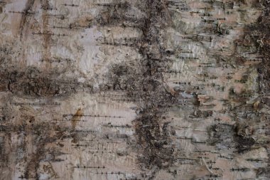 Beyaz huş ağacı kabuğu, siyah ve beyaz, güzel huş ağacı kabuğu arka planı, düz uzanmış