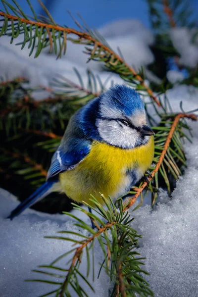 Селективный Фокус Красивая Одетая Птица Голубая Синица Птица Голубая Птица — стоковое фото
