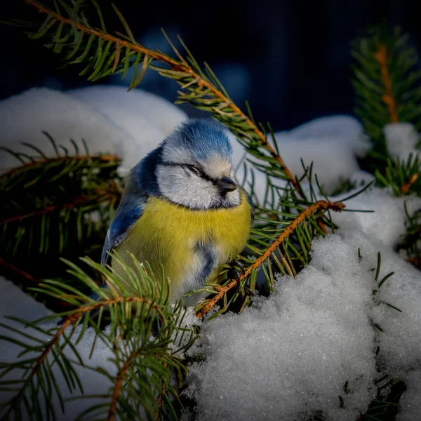 Vogel Blaumeise Wald Schneeflocken Und Ein Schöner Zweig Des Weihnachtsbaums — Stockfoto