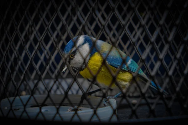 Blue Tit Cage Bird Captivity Prison Portrait Beautiful Tit Close — Stock fotografie