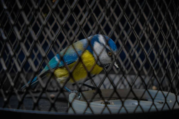 Blue Tit Cage Bird Captivity Prison Portrait Beautiful Tit Close — Foto Stock