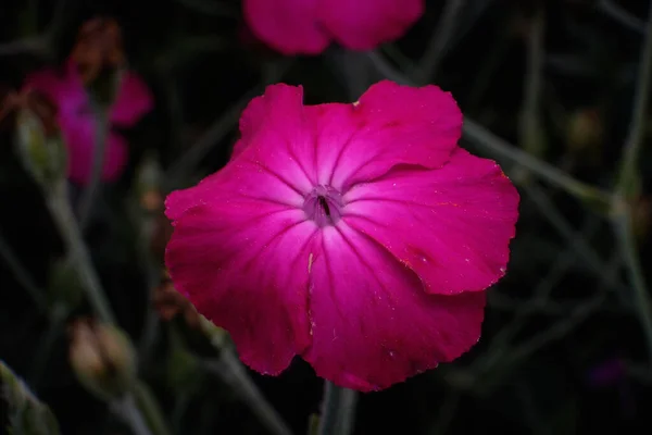 Κοντινό Πλάνο Του Single Pink Moss Phlox — Φωτογραφία Αρχείου