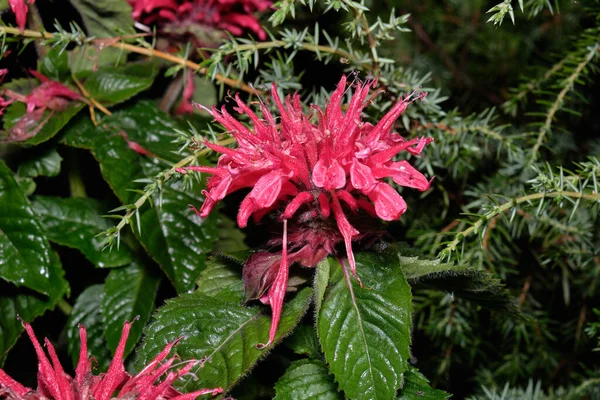 red mint flowers, the flowering process of the amazingly beautiful bergamot mint.