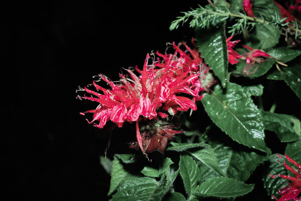 Red mint flowers, the flowering process of the amazingly beautiful bergamot mint. close-up photo, space for text mock up