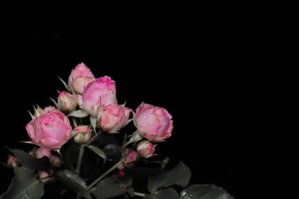 Blühender Strauch Einer Buschigen Rosa Rose Mit Rosenknospen Auf Schwarzem — Stockfoto