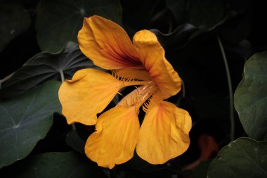 Koyu yeşil bitki yapraklarından oluşan arka planda turuncu kızılötesi nasturtium çiçeği.