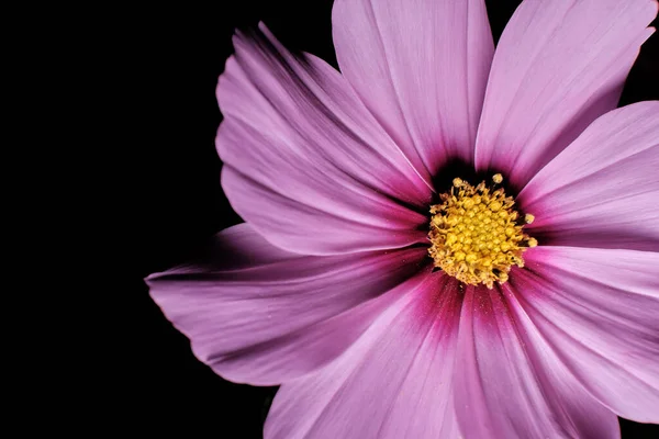 Háttér Egy Cosmea Virág Közelkép Fekete — Stock Fotó