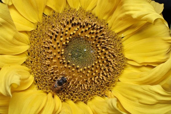 Пчела Опыляет Желтый Подсолнух — стоковое фото