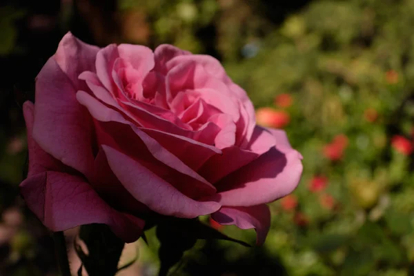 Rosa Ros Sina Gröna Blad Härligt Vacker Rosenknopp Hälften Skuggan — Stockfoto