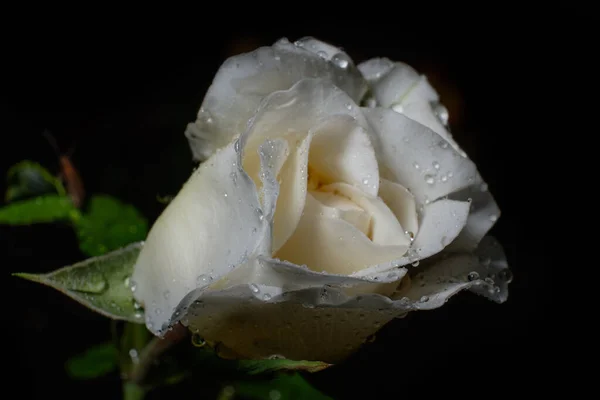 Красивая Пышная Белая Роза Бутон Ночную Росу Макет Дизайнера Черном — стоковое фото