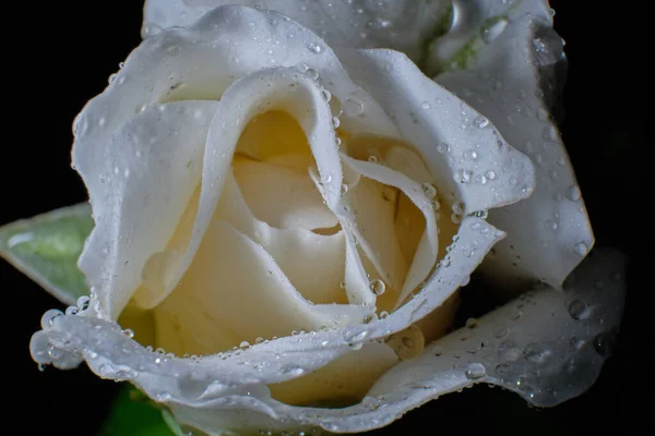 夜の露の中に美しい緑豊かな白いバラの芽黒い背景のデザイナーのためのレイアウト — ストック写真