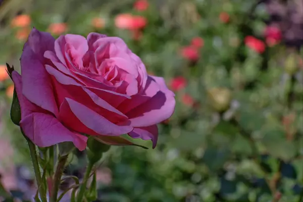 Vacker Frodig Rosa Ros Knopp Bakgrunden Trädgården Grönska Layout För — Stockfoto