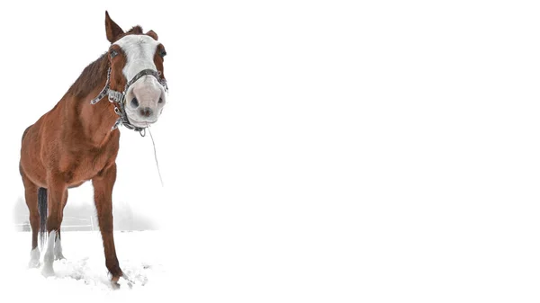 Zabawny Portret Brązowego Śmiesznego Konia Odizolowanego Białym Tle Panoramicznym Rozmiarze — Zdjęcie stockowe