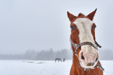 Ağızlığında beyaz çizgili komik kahverengi bir atın portresi, sisli kış günü, mesaj ve reklam için yer, taklit et