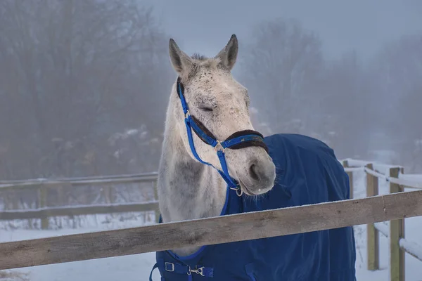 Retrato Caballo Blanco Durmiendo Puesto Aire Libre Arnés Azul Una —  Fotos de Stock