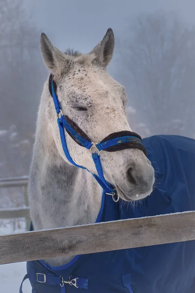Portret Białego Konia Śpiącego Otwartym Powietrzu Niebieskiej Uprzęży Pelerynie Zima — Zdjęcie stockowe