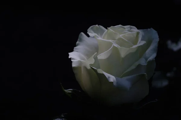 一朵处女座的白玫瑰藏在漆黑的黑色背景下 — 图库照片