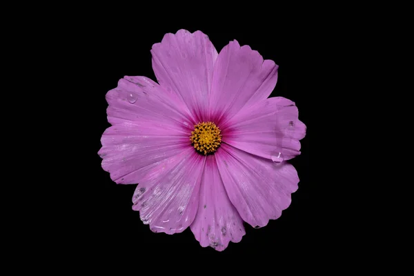 Pink Cosmea Beautiful Space Flower Isolated Black Background Space Text — Stock Photo, Image