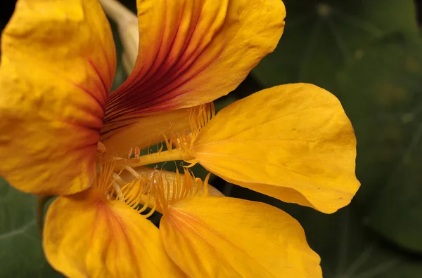 Flor Nastúrcio Amarelo Fundo Suas Próprias Folhas Verdes — Fotografia de Stock