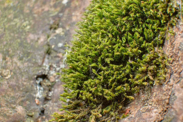 Moos Wächst Auf Einer Granitwand — Stockfoto