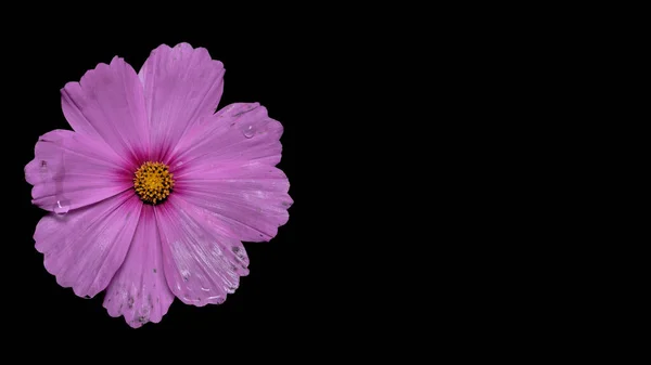 Rosa Cosmea Vackra Space Flower Isolerad Svart Bakgrund Utrymme För — Stockfoto