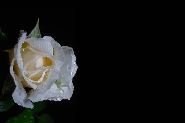 Weiße Rose Mit Tautropfen Auf Schwarzem Hintergrund Platz Für Textkopien — Stockfoto