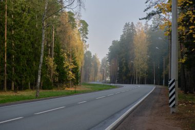 Rüzgarlı bir günde alçalan sisli, dolambaçlı bir yol, orman dolambaçlı bir yol.