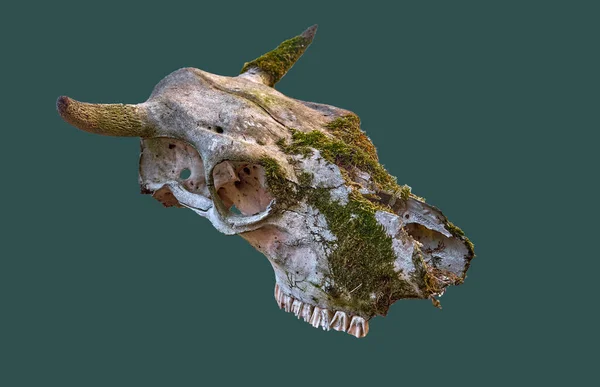 Cranio Toro Vista Laterale Isolato Uno Sfondo Uniforme — Foto Stock