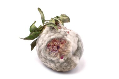 Küflü çilekler, artık tüketime elverişli değil, beyaz bir arka planda izole edilmiş.