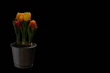 Siyah arka planda, tencerede yetişen laleler. Mesaj ve reklam için bir yer. Tasarımcı için hazır yapılmış düzen, kopyalama alanı oluştur