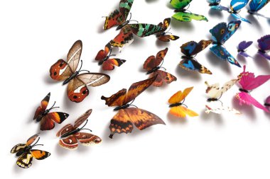 Beyaz bir arkaplanda izole edilmiş renkli kelebek sürüsü, tasarımcı için bir boşluk, metin için bir yer, kopyalama alanı