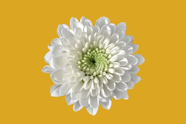 white single blooming chrysanthemum isolated on a golden background