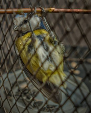 Meme faresi. Kafesteki bir daldan sarkan şakacı bir kuş. Sarı göğüslü kuş dikey çerçevesi