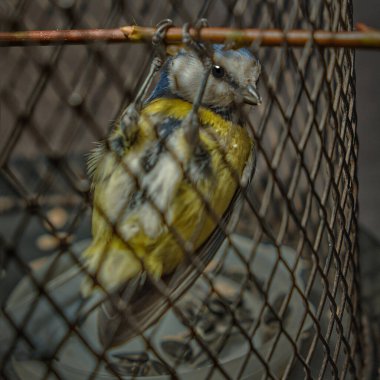 Meme faresi. Kafesteki bir daldan sarkan şakacı bir kuş. Sarı göğüslü kuş, kare çerçeveli.