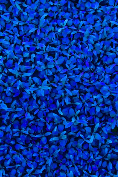 Textural Fundo Natural Folhas Close Tons Azul Azul Tonificado — Fotografia de Stock