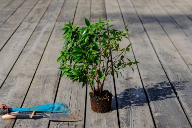 Tropik bir bitki daha büyük bir çömleğe nakledilmeye hazırlanıyor ve gün batımında bulanık arkaplanı olan güzel bir incir ağacı olan ahşap bir güvertede duruyor. yakın çekim, tasarımcı için boş, model