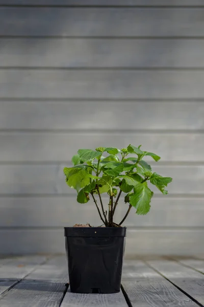 Flor Hortensia Hoja Grande Una Terraza Madera Flor Una Olla —  Fotos de Stock