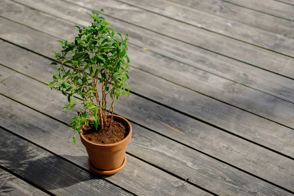 Uma Planta Sala Tropical Pote Fica Deck Madeira Fundo Cinza — Fotografia de Stock