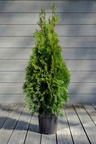 Gri ahşap bir arka planda tencerede güzel bir thuja ağacı.