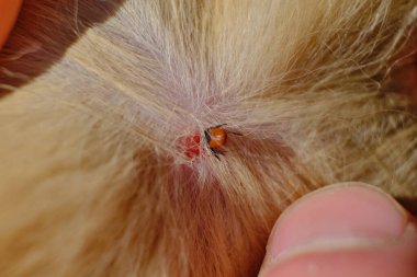 Bir hayvanı ısıran bir kene, zararlı bir böcek bir kene bir kızıl kediyi ısırmış.