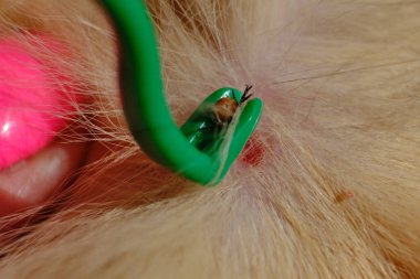 Bir hayvanı ısıran kene, güzel manikürlü bir kız tehlikeli bir böceği spatulayla çıkarmaya yardım eder; kene kızıl bir kediyi ısırır.