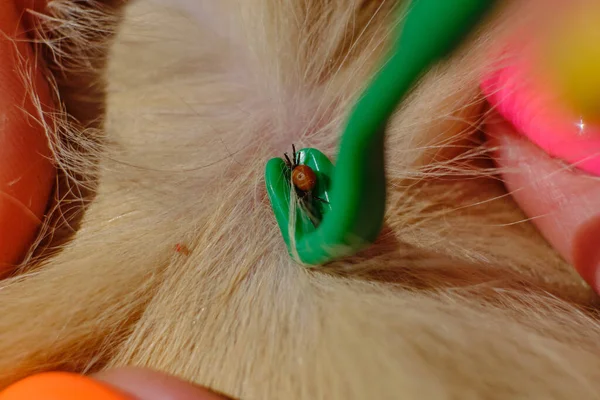 a tick that has bitten an animal, a girl with a beautiful manicure helps to pull out a harmful dangerous insect with a spatula; a tick has bitten a ginger cat