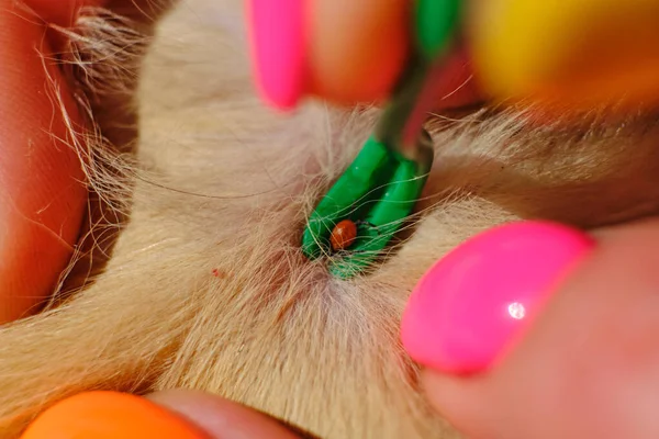 a tick that has bitten an animal, a girl with a beautiful manicure helps to pull out a harmful dangerous insect with a spatula; a tick has bitten a ginger cat