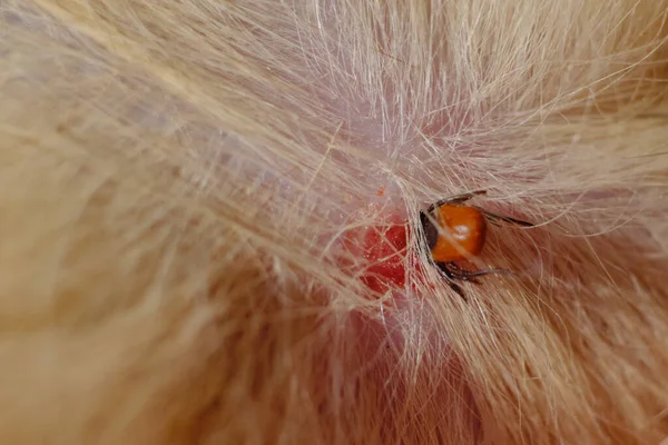 a tick that has bitten an animal, a harmful dangerous insect a tick has bitten a ginger cat