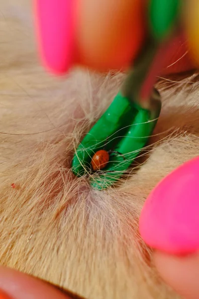 a tick that has bitten an animal, a girl with a beautiful manicure helps to pull out a harmful dangerous insect with a spatula; a tick has bitten a ginger cat