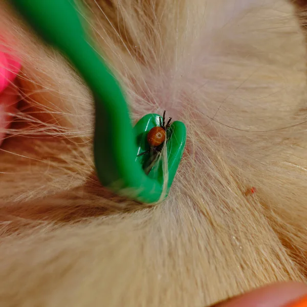 a tick that has bitten an animal, a girl with a beautiful manicure helps to pull out a harmful dangerous insect with a spatula; a tick has bitten a ginger cat