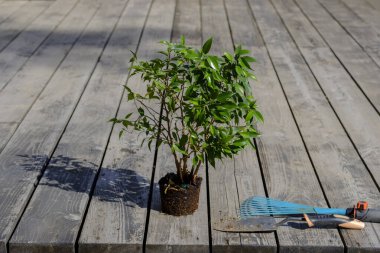 Tropik bir bitki daha büyük bir çömleğe nakledilmeye hazırlanıyor ve gün batımında bulanık arkaplanı olan güzel bir incir ağacı olan ahşap bir güvertede duruyor. yakın çekim, tasarımcı için boş, model