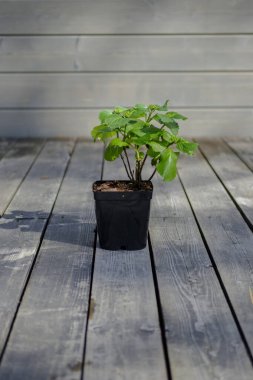 Tahta bir terasta büyük yapraklı ortanca çiçeği. Güzel, bulanık bir arkaplanda siyah bir saksıda çiçek..